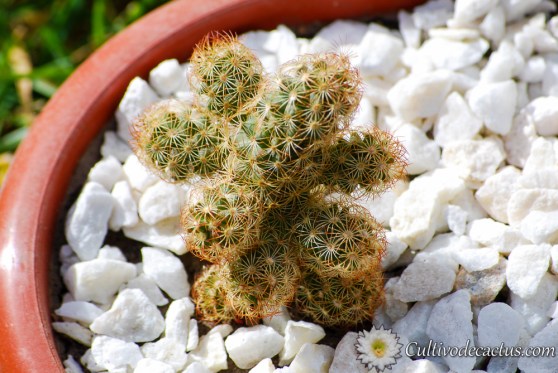 Mammillaria elongata var. rubra
