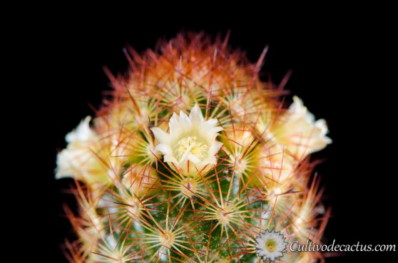 Mammillaria elongata var. rubra, 3 de octubre 2013