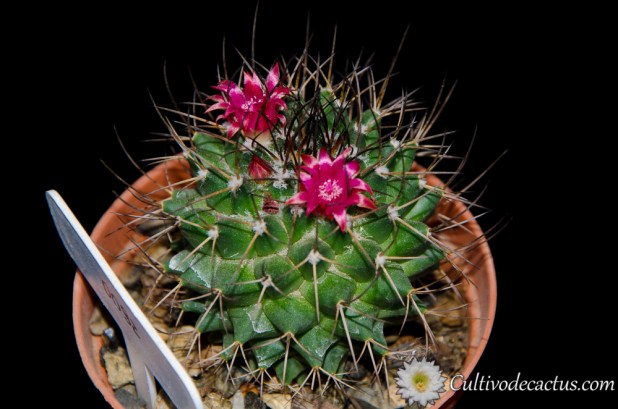 Mammillaria polythele ssp durispina