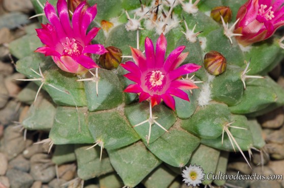 Mammillaria polythele ssp polythele