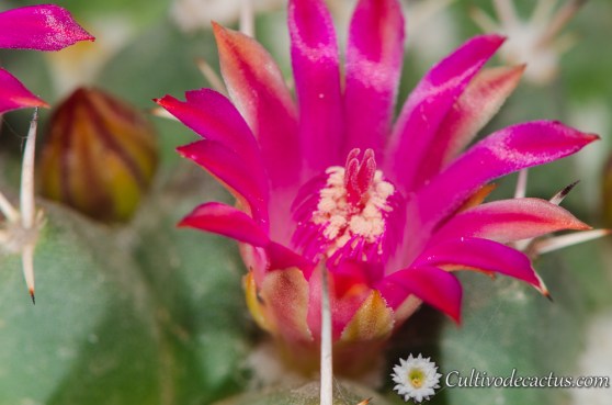 Mammillaria polythele ssp polythele
