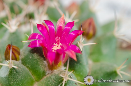 Mammillaria polythele ssp polythele