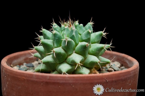 Mammillaria polythele ssp polythele