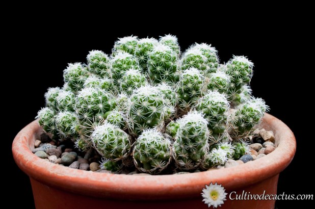 Mammillaria vetula ssp. gracilis