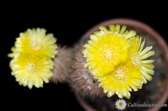 Parodia microsperma horrida