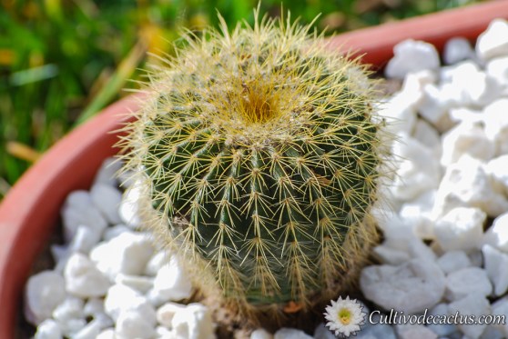 Parodia schumanniana