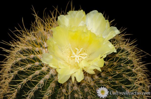 Parodia schumanniana