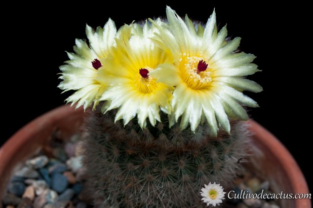 Parodia scopa