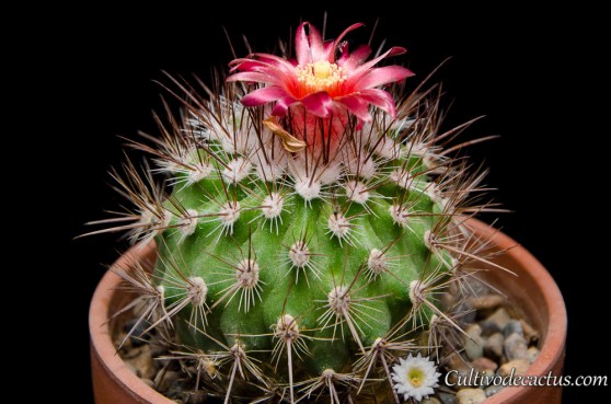 Parodia tilcarensis