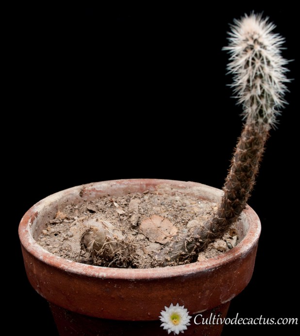 Pterocactus valentinii
