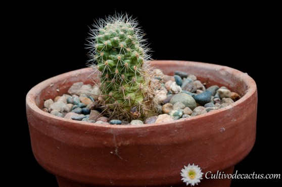 Rebutia pseudodeminuta