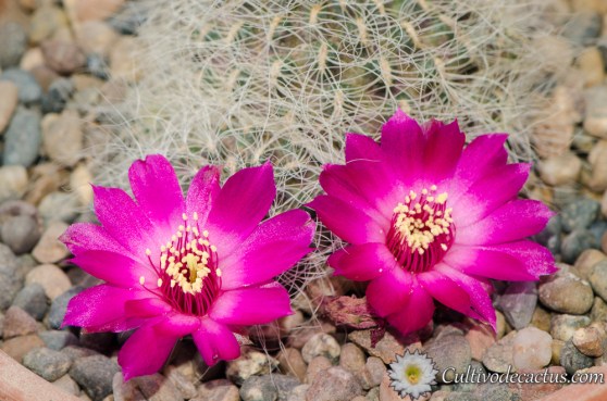 Sulcorebutia hertusii