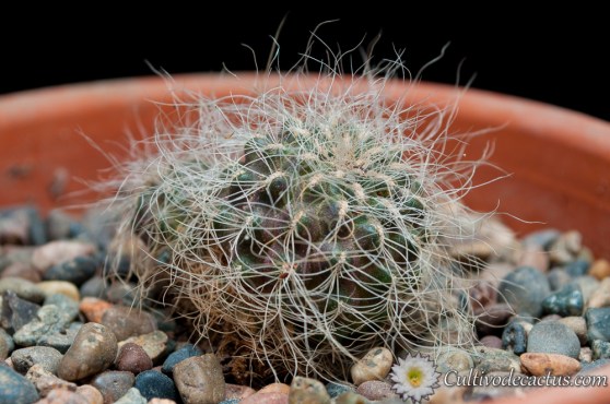 Sulcorebutia hertusii