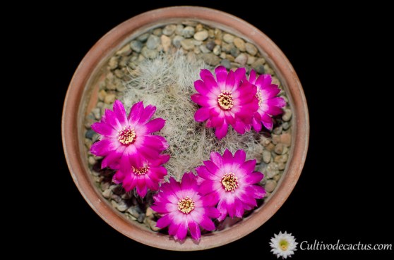 Sulcorebutia hertusii