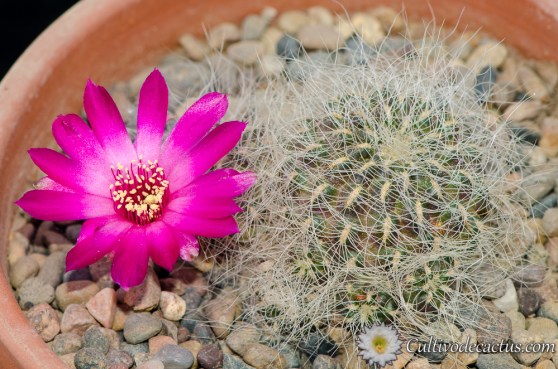 Sulcorebutia hertusii