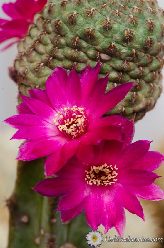 Sulcorebutia rauschii