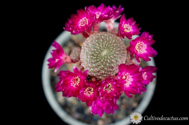 Sulcorebutia rauschii