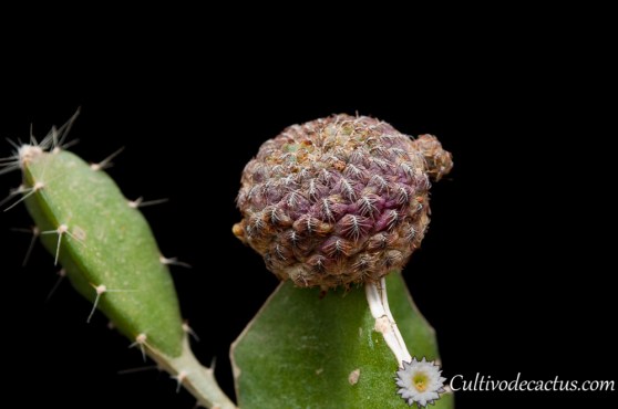Sulcorebutia rauschii