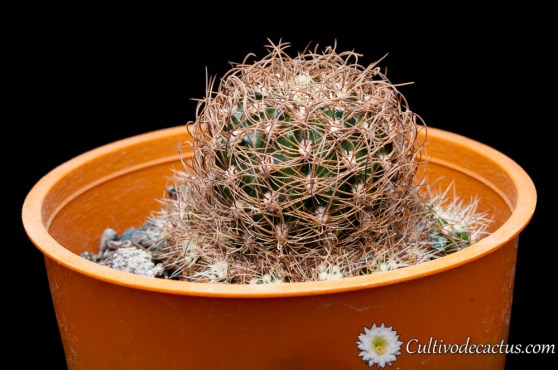 Rebutia steinbachii var. kruegeri