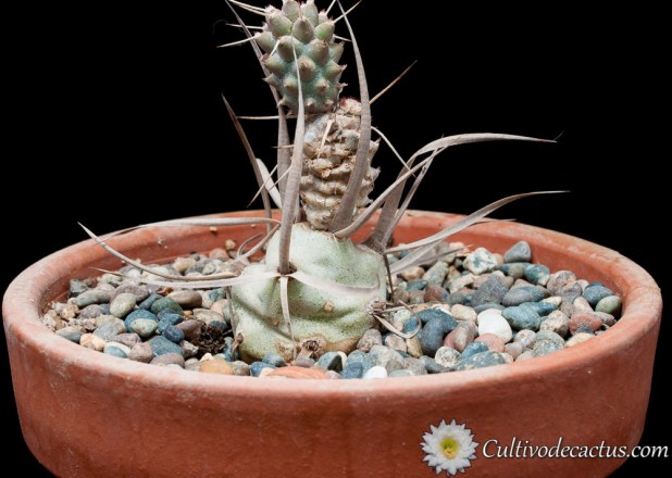 Tephrocactus articulatus var. oligacanthus