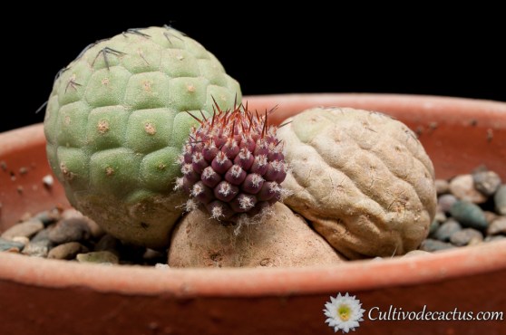 Tephrocactus geometricus