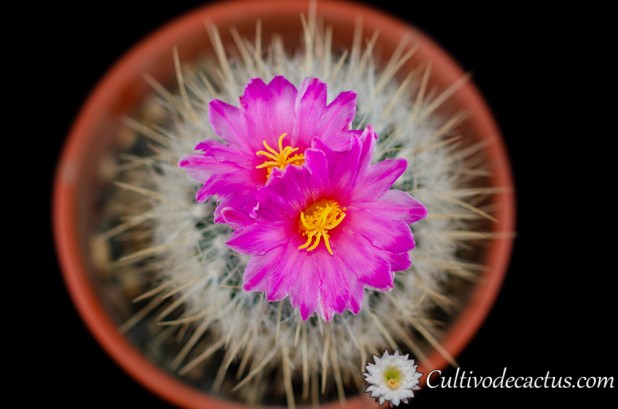 Thelocactus macdowellii, 28 de septiembre de 2020