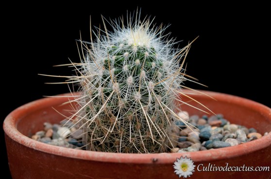 Thelocactus macdowellii