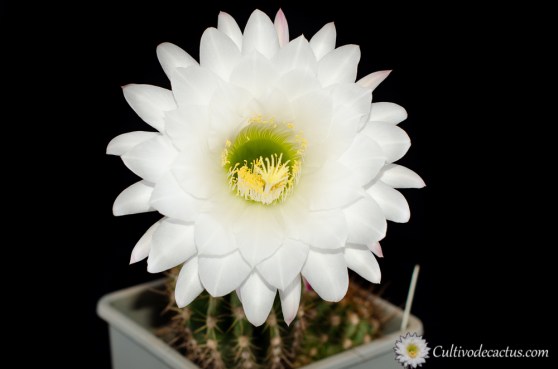 Trichocereus candicans