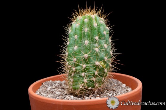 Trichocereus candicans