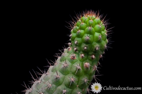 Trichocereus thelegonus