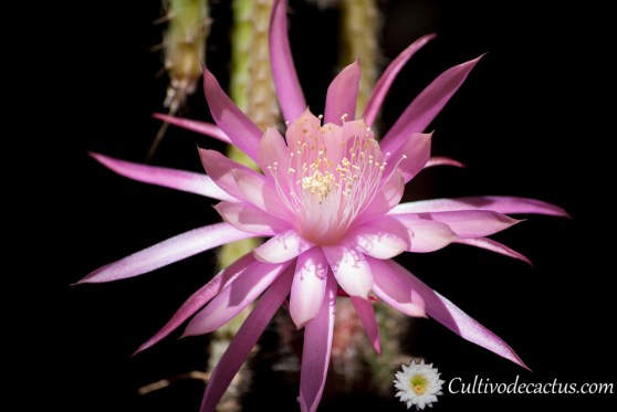 X Aporophyllum 'Dawn'