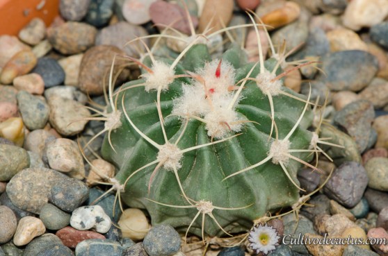 Echinocactus texensis