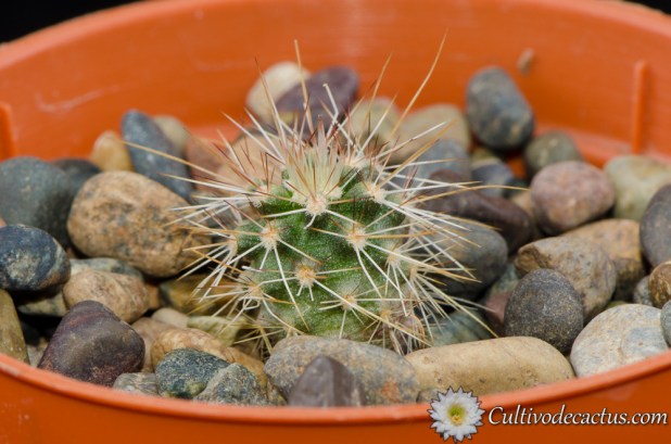Echinocereus engelmannii var. fasciculatus