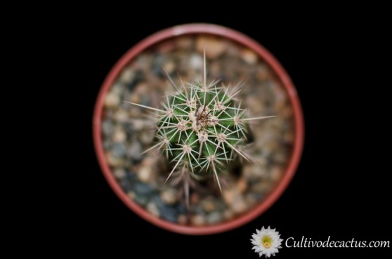 Echinocereus engelmannii var. fasciculatus