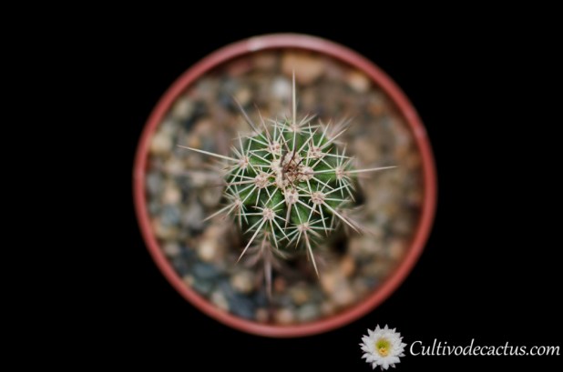 Echinocereus engelmannii var. fasciculatus
