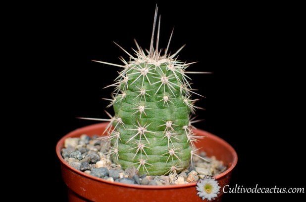 Echinocereus engelmannii var. fasciculatus