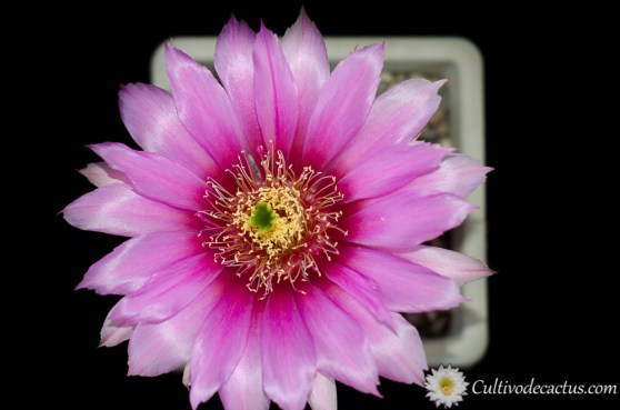 Echinocereus fendleri