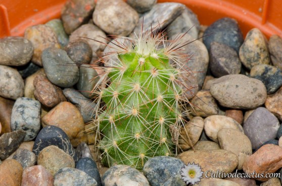Echinocereus fendleri