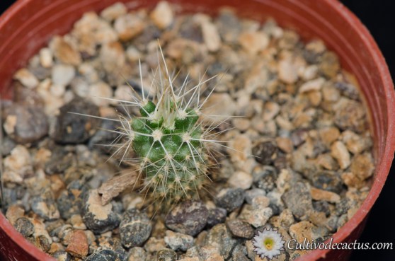 Echinocereus fendleri