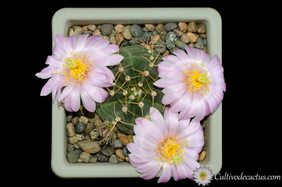 Echinocereus knippelianus ssp. knippelianus