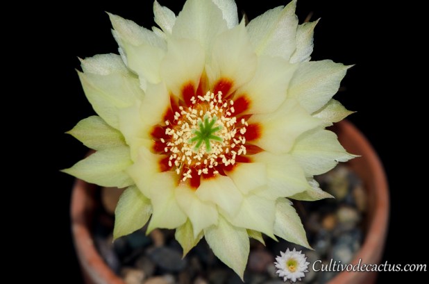 Echinocereus papillosus