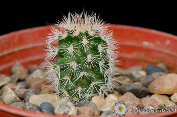 Echinocereus reichenbachii ssp. fitchii