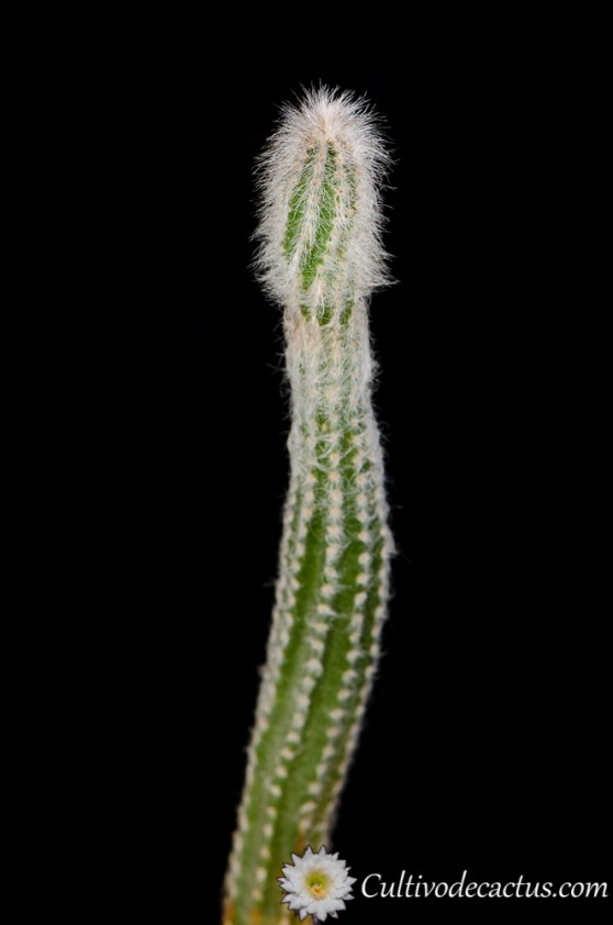 Echinocereus schmollii