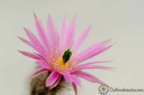 Echinocereus schmollii