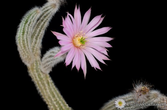 Echinocereus schmollii