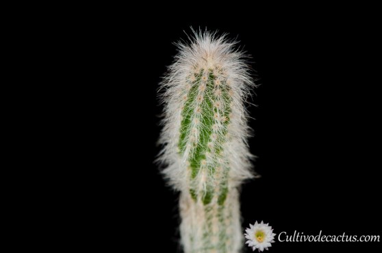 Echinocereus schmollii