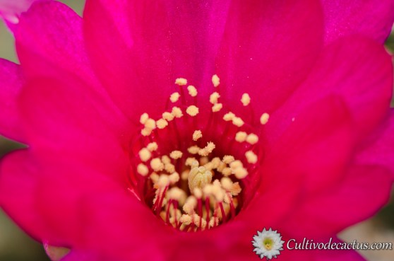 Echinopsis chamaecereus caroline