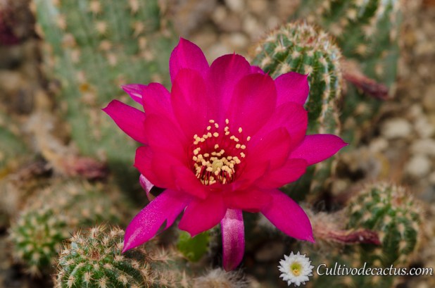 Echinopsis chamaecereus caroline