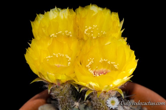 Echinopsis chrysantha