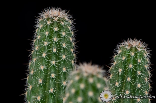 Echinopsis haematantha var. amblayensis